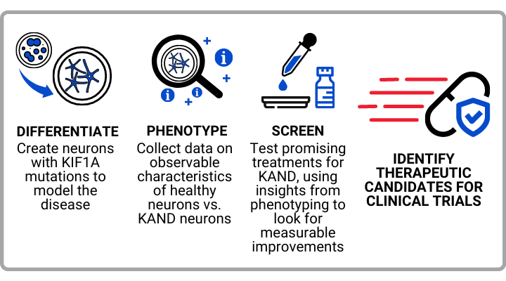 Illustration of TAP: DIFFERENTIATE: Create neurons with KIF1A mutations to model the disease. PHENOTYPE: Collect data on observable characteristics of healthy neurons vs. KAND mutations. SCREEN: Test promising treatments for KAND, using insights from phenotyping to look for measurable improvements. IDENTIFY THERAPEUTIC CANDIDATES FOR CLINICAL TRIALS
